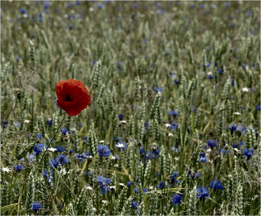 Mohn und Korn