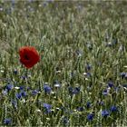 Mohn und Korn