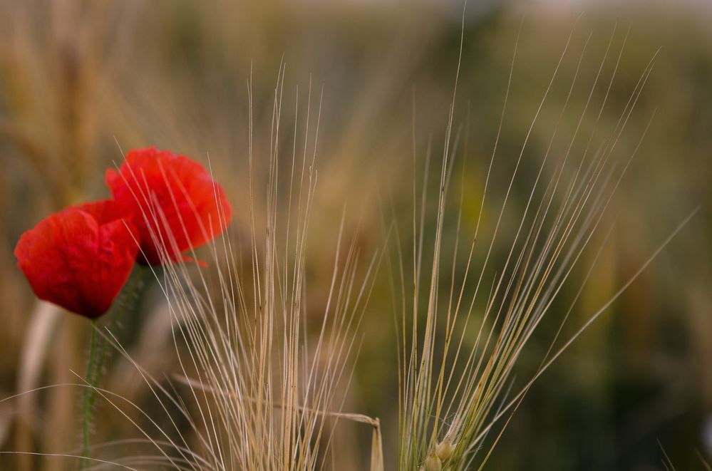 Mohn und Korn