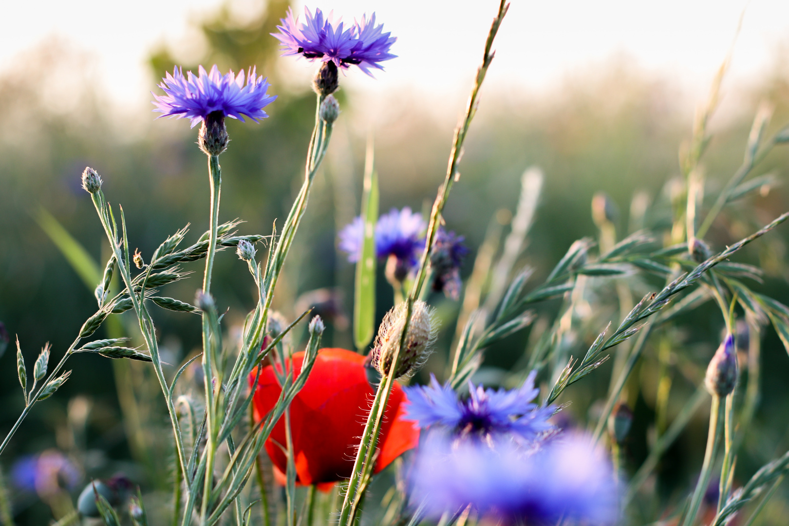 Mohn und Korn