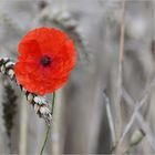 Mohn und Korn