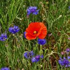 Mohn und Korn.....,