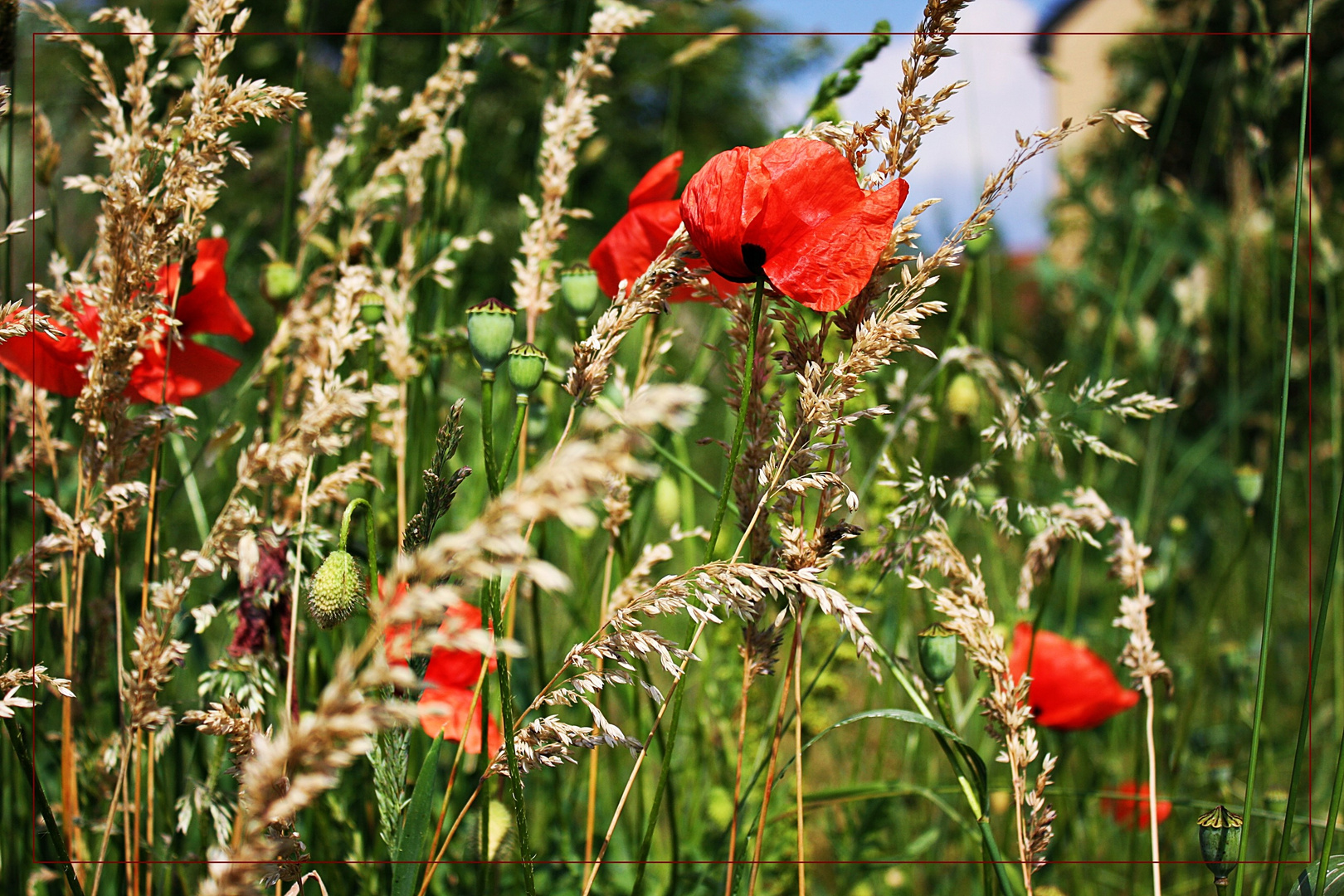 Mohn und Korn