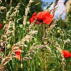 Mohn und Korn