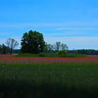 Mohn und Korn Blumen