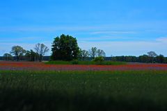 Mohn und Korn Blumen