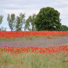 Mohn und Korn