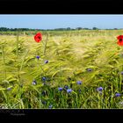 Mohn und Korn