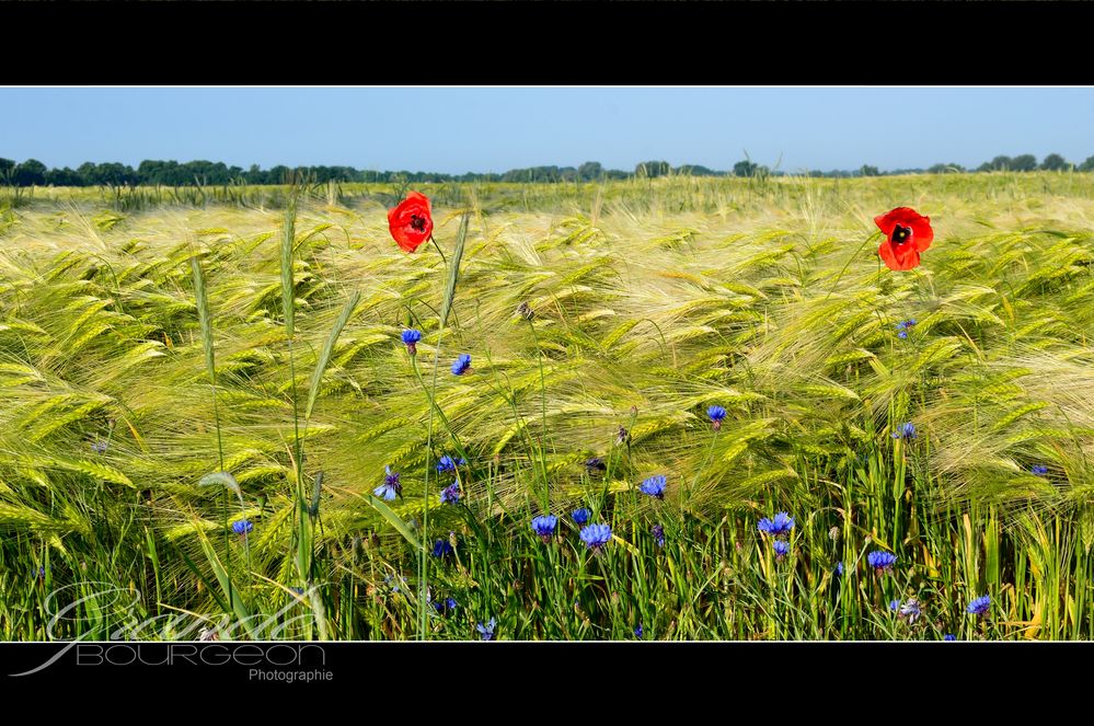 Mohn und Korn