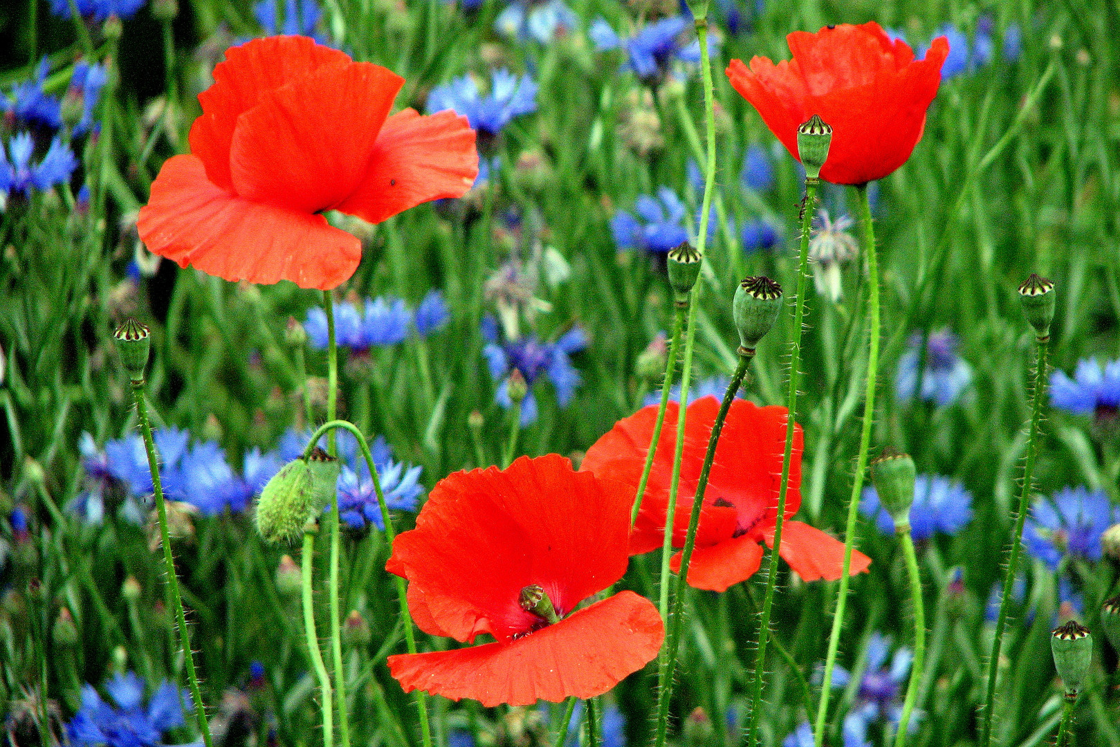 Mohn und Kornblüten