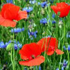 Mohn und Kornblüten