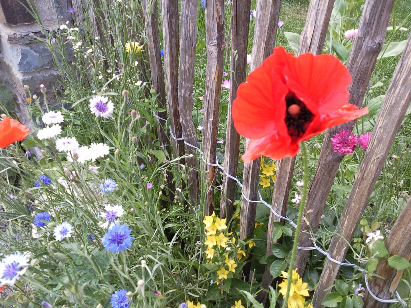 Mohn und Kornblume