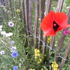 Mohn und Kornblume