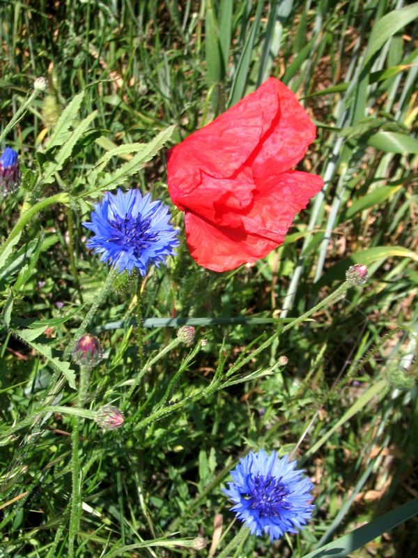 Mohn und Kornblume