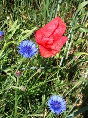 Mohn und Kornblume