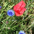 Mohn und Kornblume