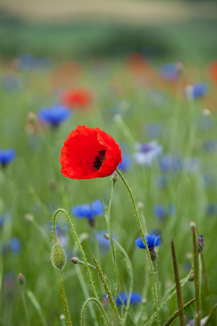 Mohn und Kornblume