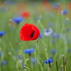 Mohn und Kornblume