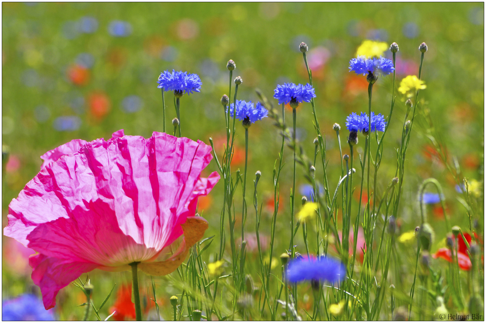 Mohn und Kornblume