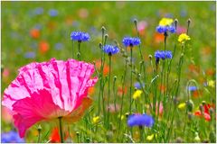 Mohn und Kornblume