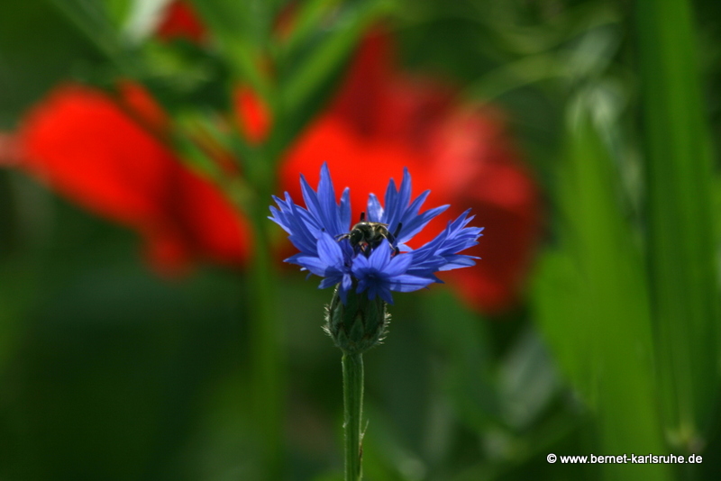 Mohn und Kornblume