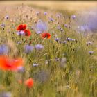 Mohn und Kornblumen