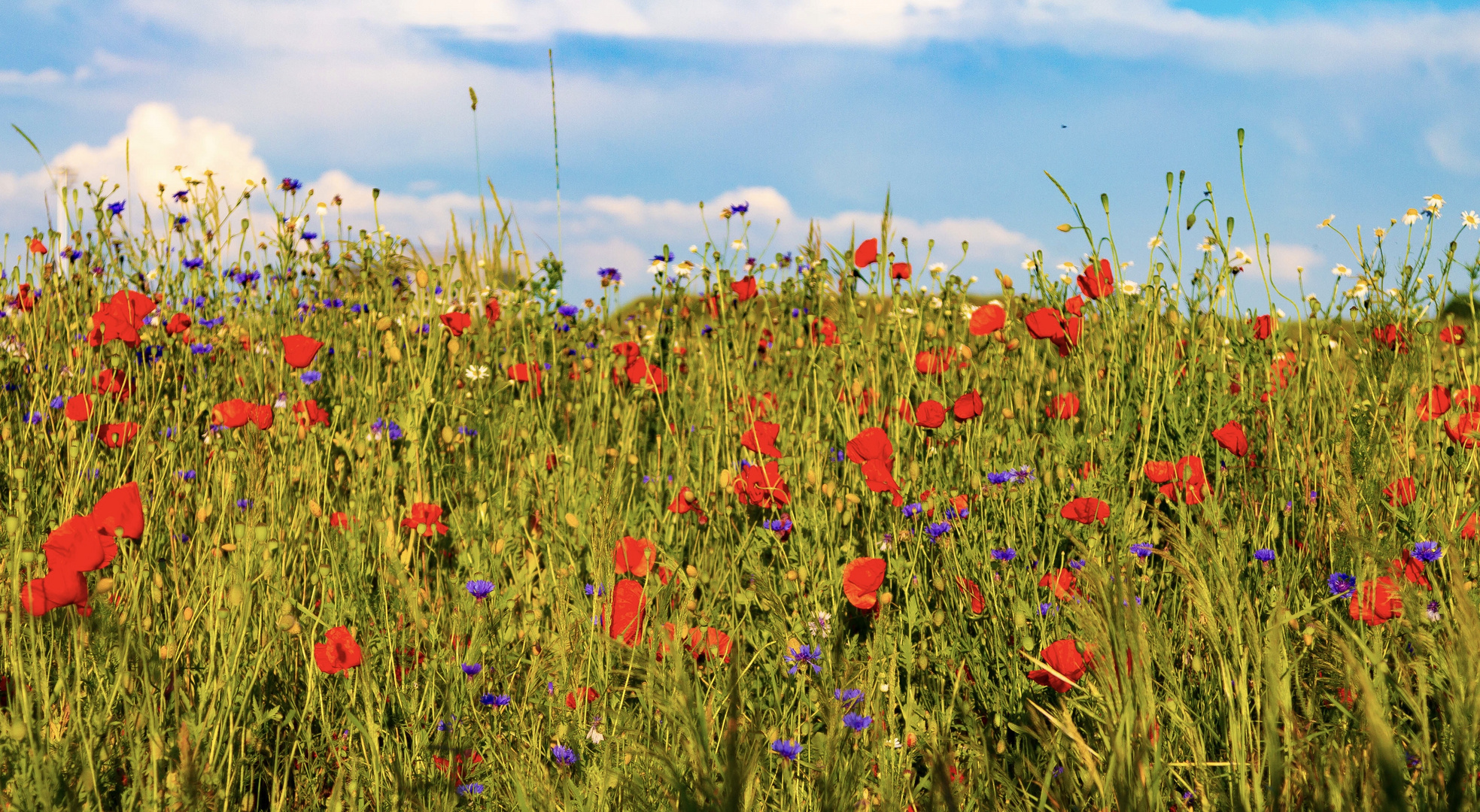 Mohn und Kornblumen