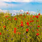 Mohn und Kornblumen