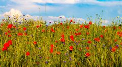 Mohn und Kornblumen