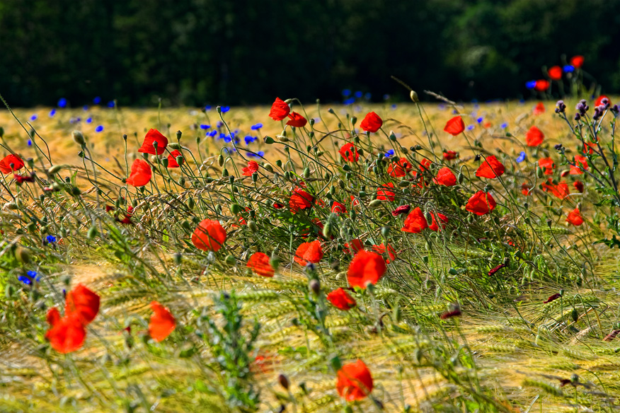 Mohn und Kornblumen