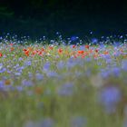 Mohn und Kornblumen