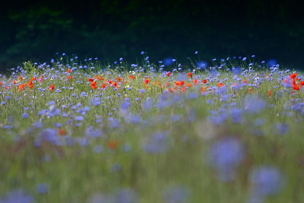 Mohn und Kornblumen