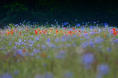 Mohn und Kornblumen