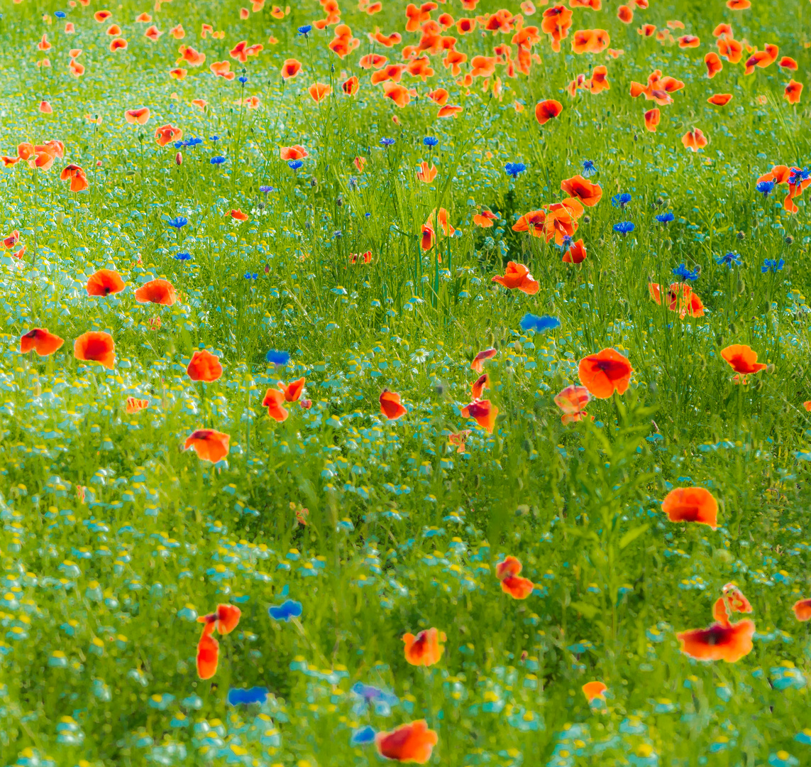 Mohn und Kornblumen 1