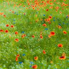 Mohn und Kornblumen 1