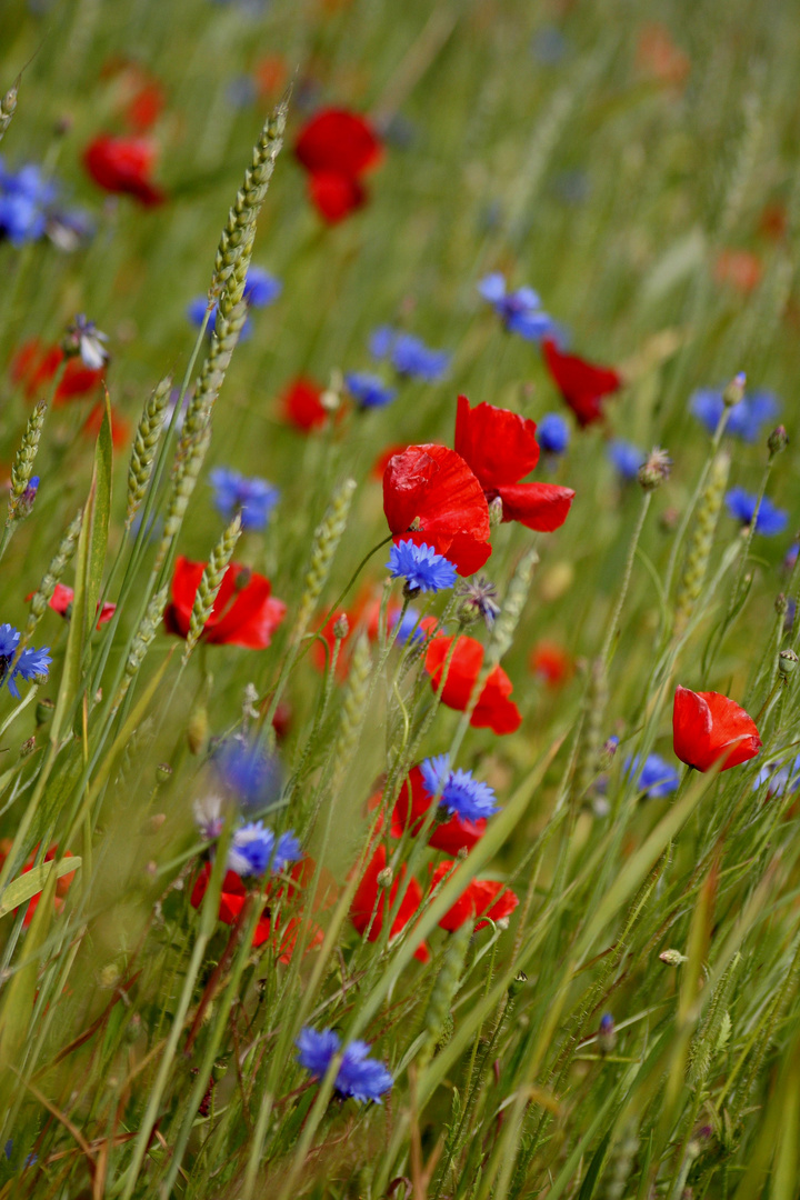 Mohn- und Kornblumen