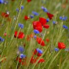 Mohn- und Kornblumen