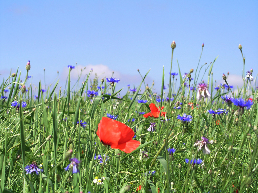 Mohn- und Kornblumen