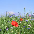 Mohn- und Kornblumen