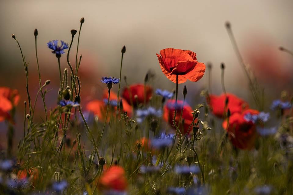 Mohn- und Kornblumen