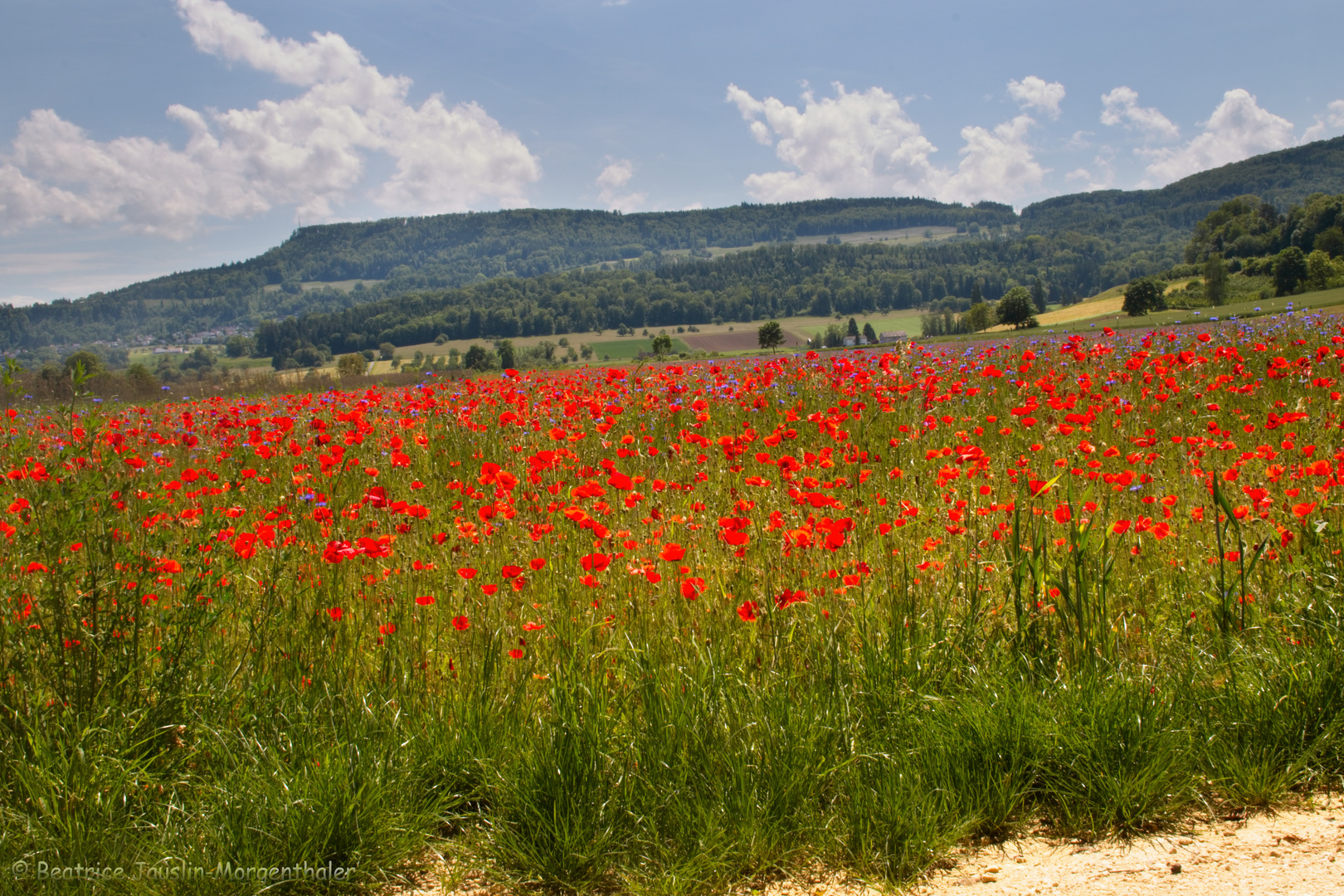 Mohn und Kornblumen