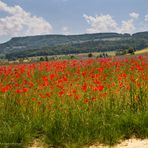 Mohn und Kornblumen