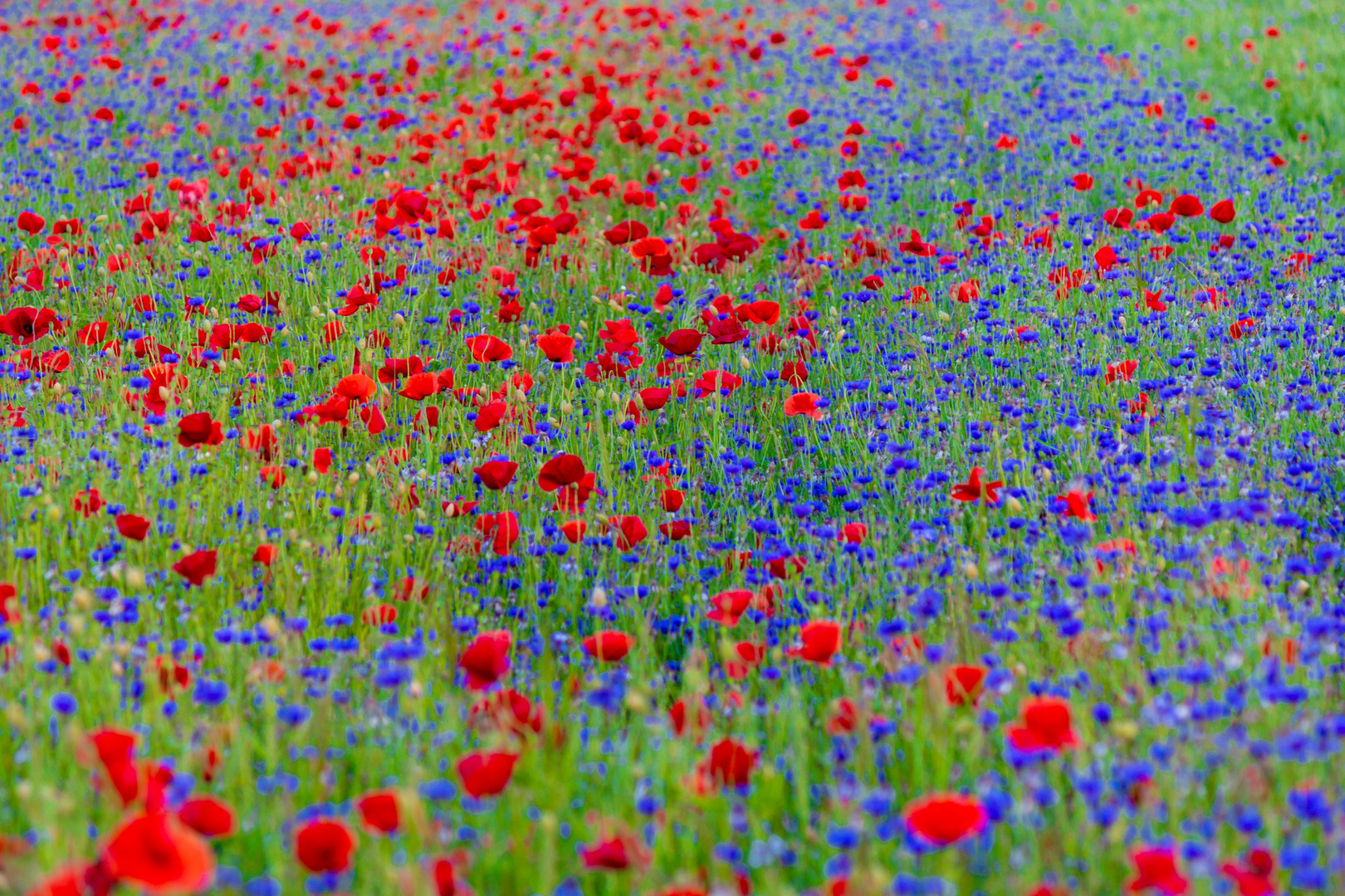 Mohn und Kornblumen #3