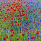 Mohn und Kornblumen #3