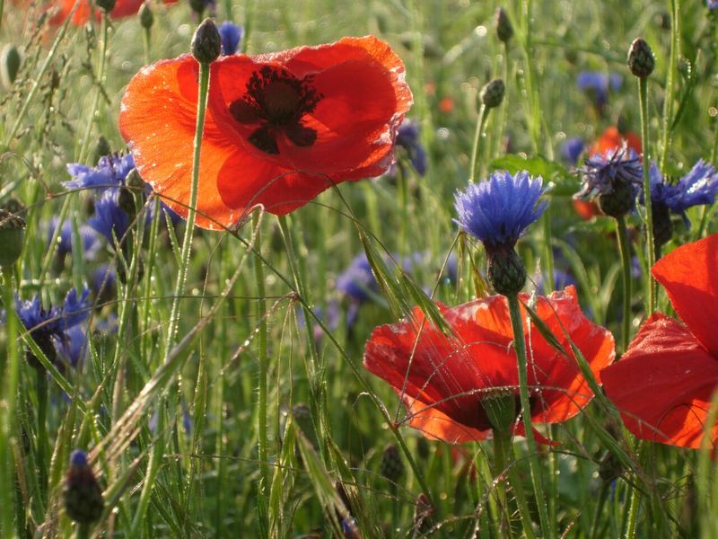 Mohn- und Kornblumen