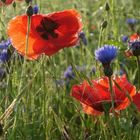 Mohn- und Kornblumen