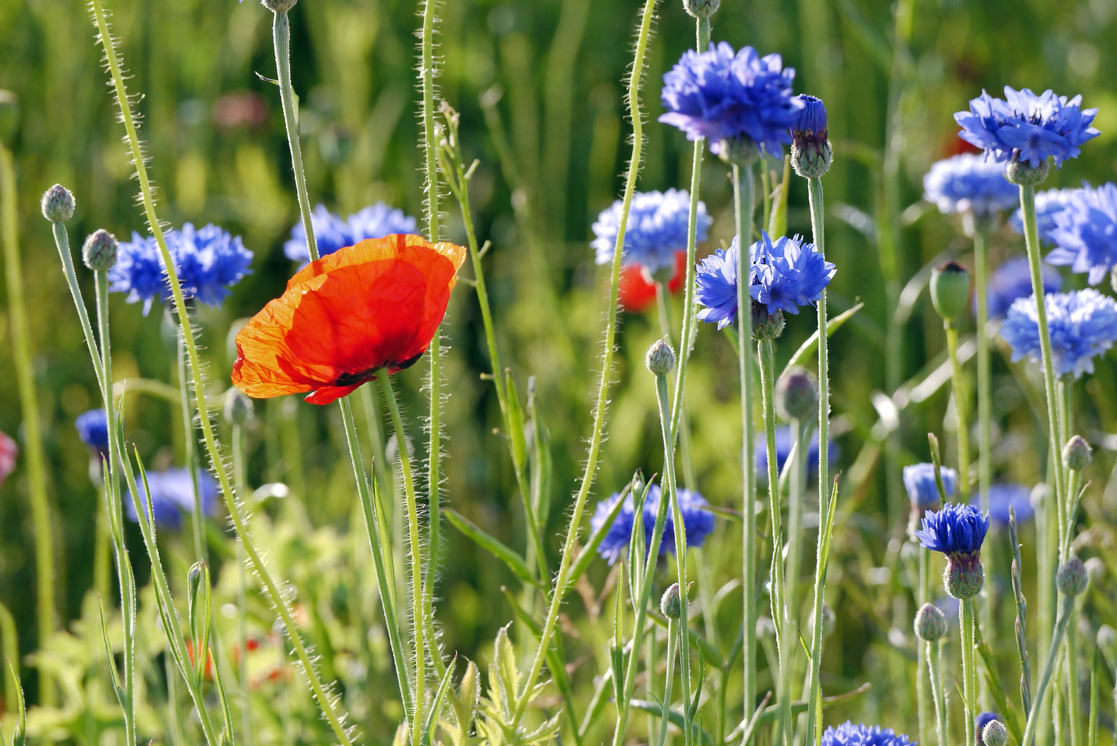 Mohn und Kornblumen Foto & Bild | pflanzen, pilze & flechten, blüten