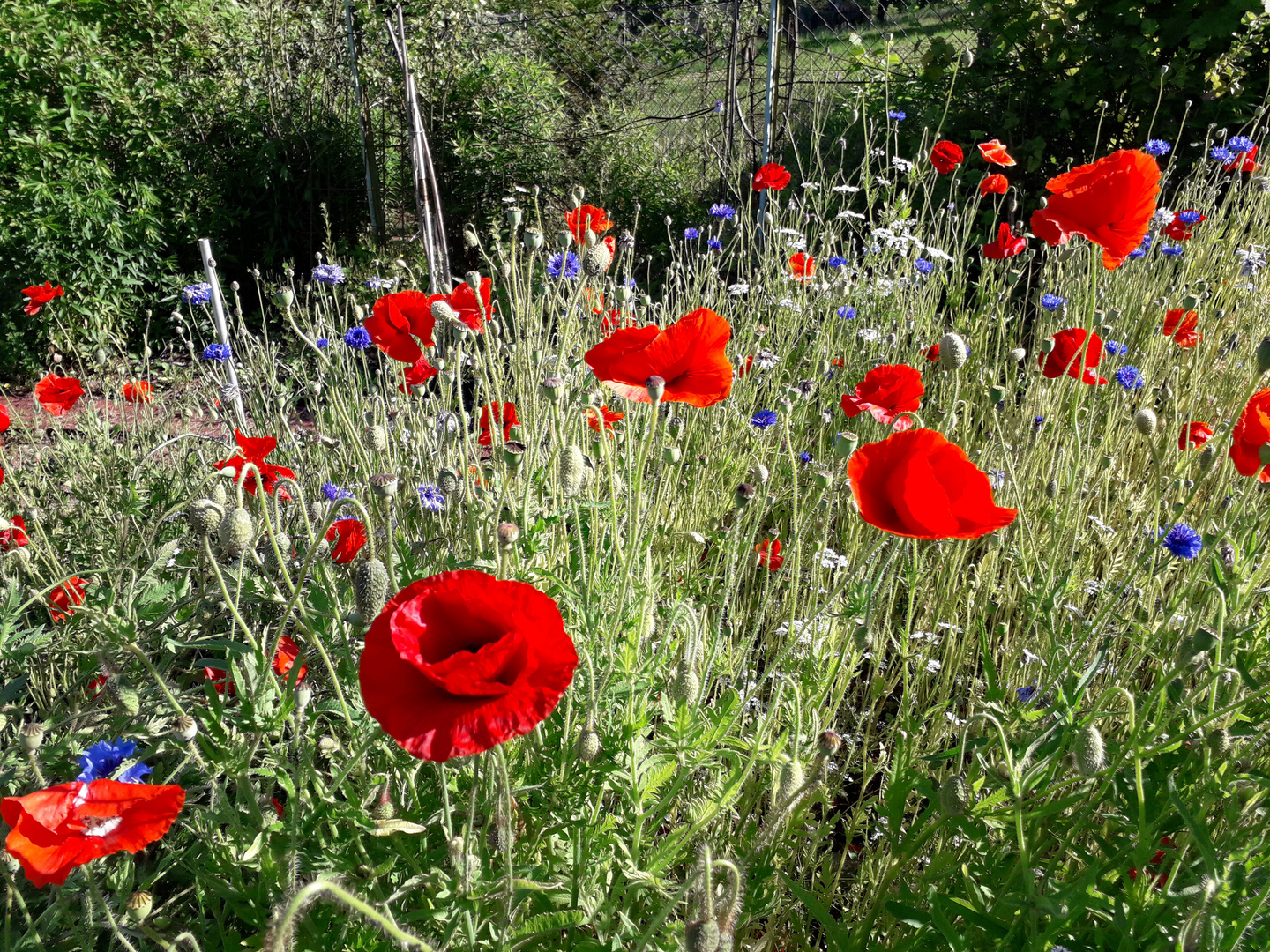 Mohn und Kornblumen