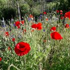 Mohn und Kornblumen