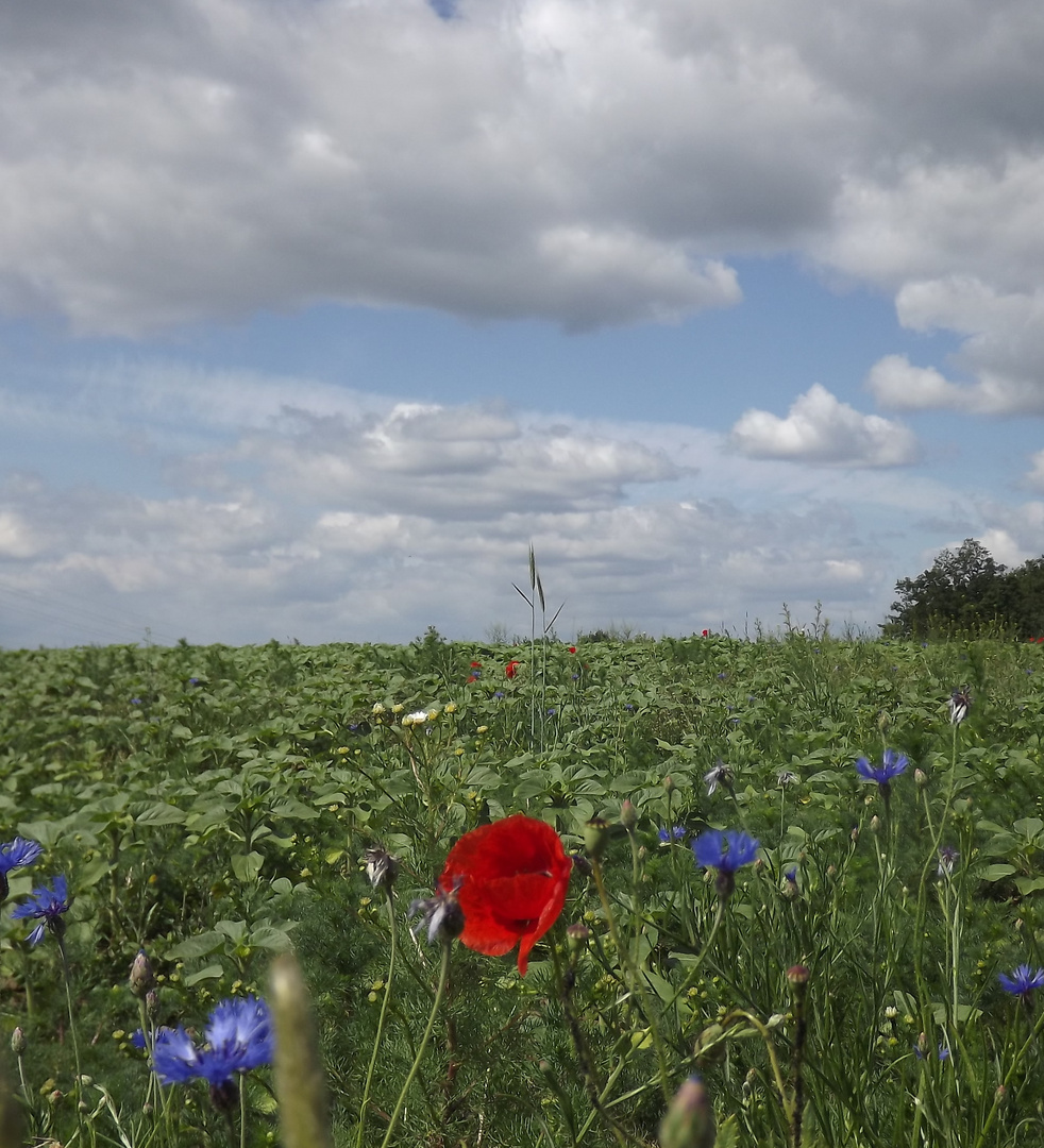 Mohn und Kornblumen